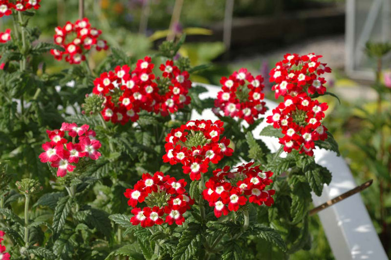 شاهپسند یکساله